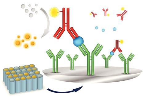 elisa test overview|elisa is used for.